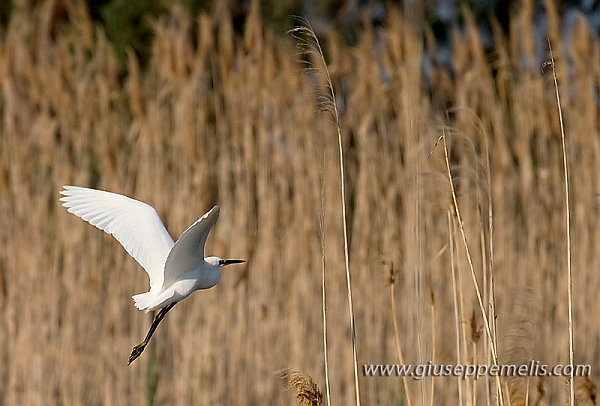 Elmas - Egretta Garzetta (40D_12178_2rid).jpg